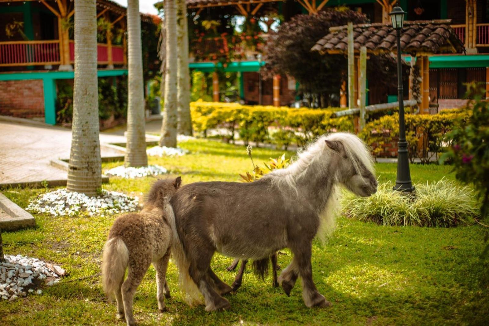 Finca Hotel El Diamante Calarca Ngoại thất bức ảnh