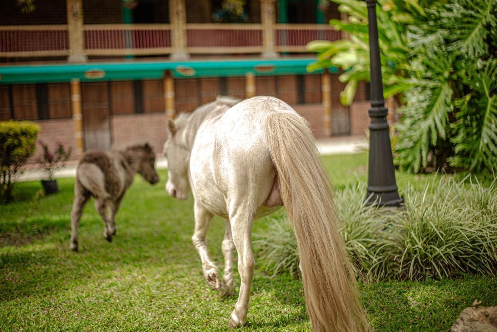 Finca Hotel El Diamante Calarca Ngoại thất bức ảnh